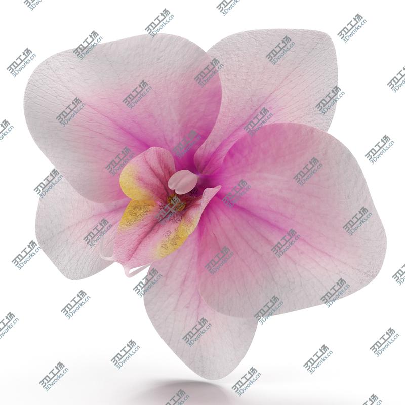 images/goods_img/202104091/Orchid Flower/2.jpg